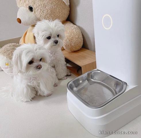 Adoption chiot bichon lof