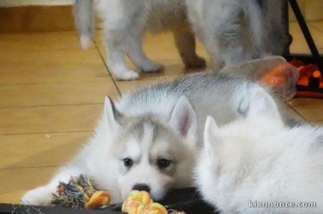 chiot husky sibérien pour adoption 