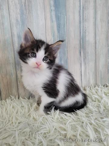 chaton a donner disponible 