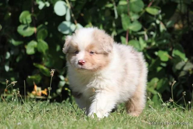 chiot berger australien disponible 