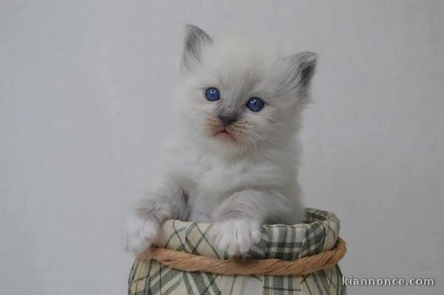 chaton ragdoll femelle a donner 