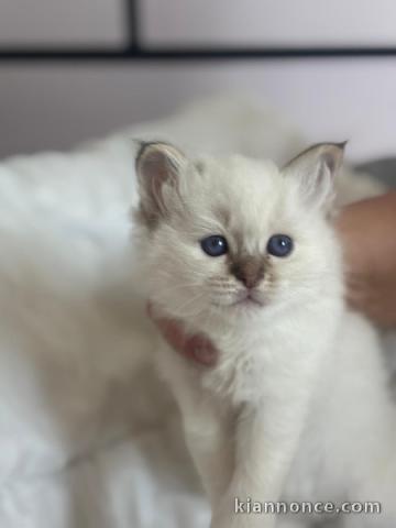 adorable chaton sacré brimanie a donner 