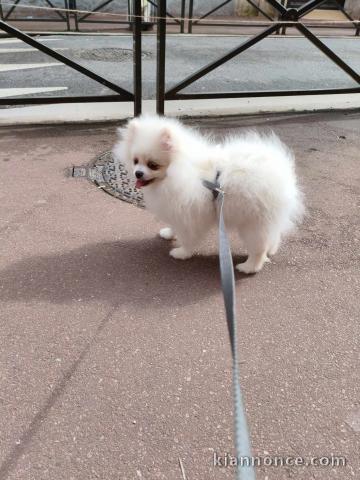 Adorable chiot spitz nain 