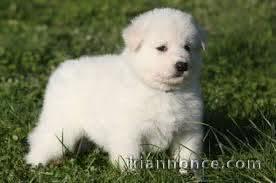 Magnifique chiot berger blanc suisse 
