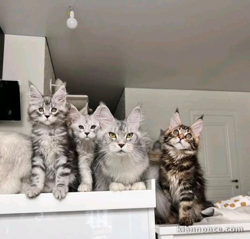 chaton Maine coon adoption 