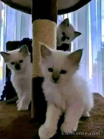 Je donne chaton disponible 