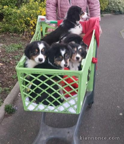 chiot berger australien mâle et femelle 