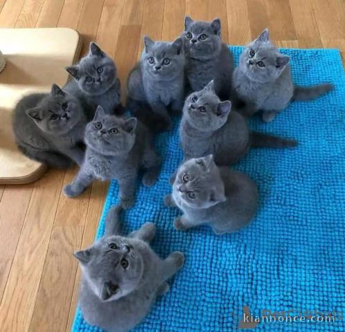 chaton chartreux a donner 