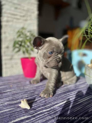 chiot bouledogue français disponible 