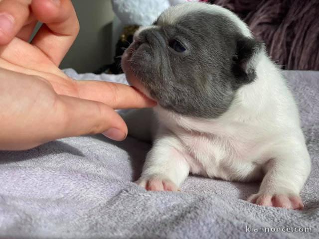 chiot bouledogue français mâle 