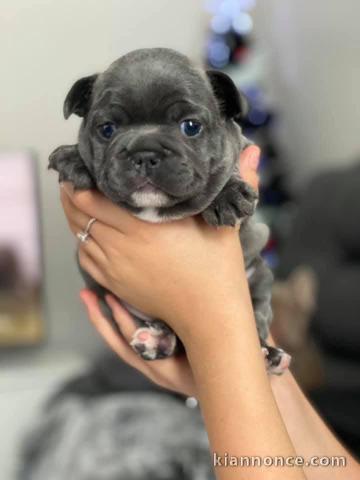 chiot bouledogue français femelle 