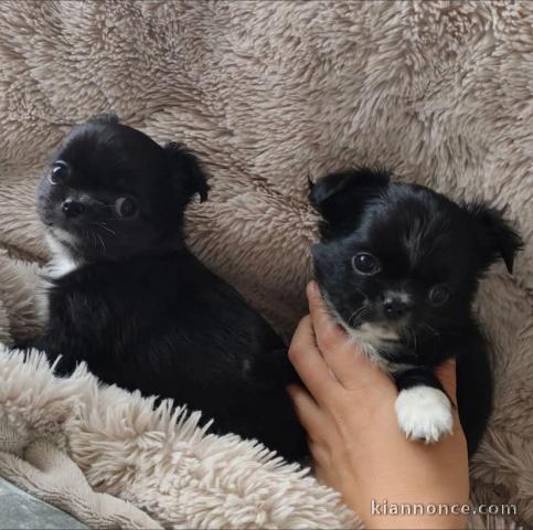 chiot chihuahua disponible 