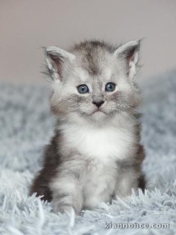 adorable chaton Maine coon 