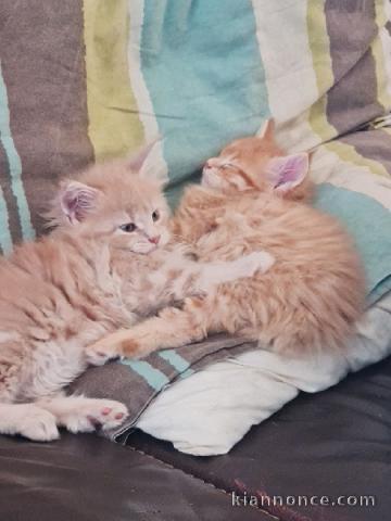 À adopter chaton Maine coon 