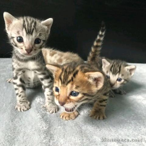 Bébé chaton Bengal disponible 