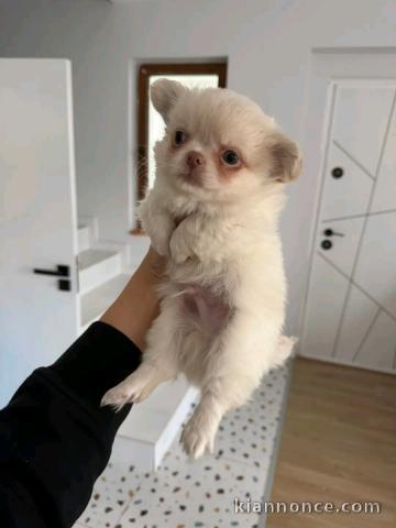 chiot chihuahua femelle a donner 