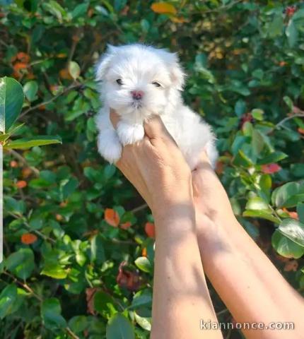 chiot bichon maltais mâle a donner 