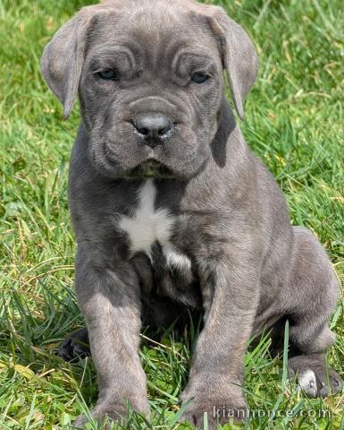 Adoption chiot Cane Corso adorable 