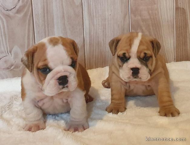 chiot bulldog anglais disponible 