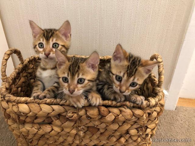 Chatons Bengal disponible a donner 
