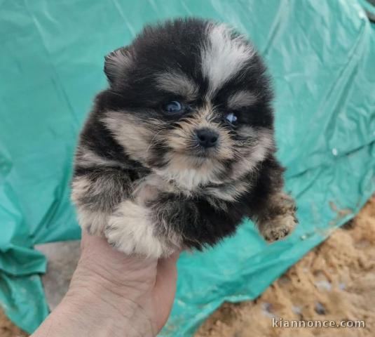 chiot spitz nain Poméranie disponibles 