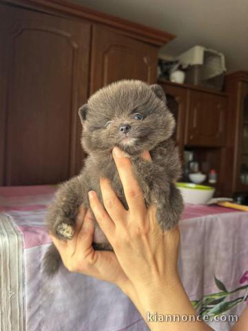 chiot spitz nain disponible 