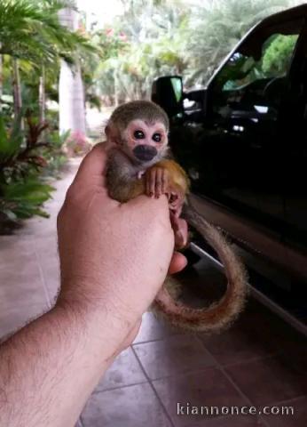 Singe capucin à donner 