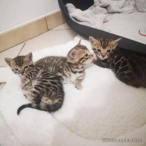 Bébé chaton Bengal disponible 