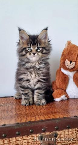 chaton Maine coon à donner 
