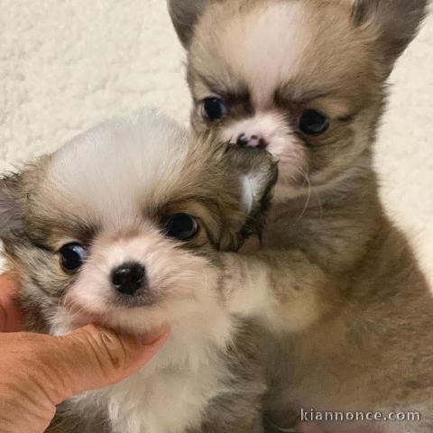 chiot chihuahua femelle a donner 
