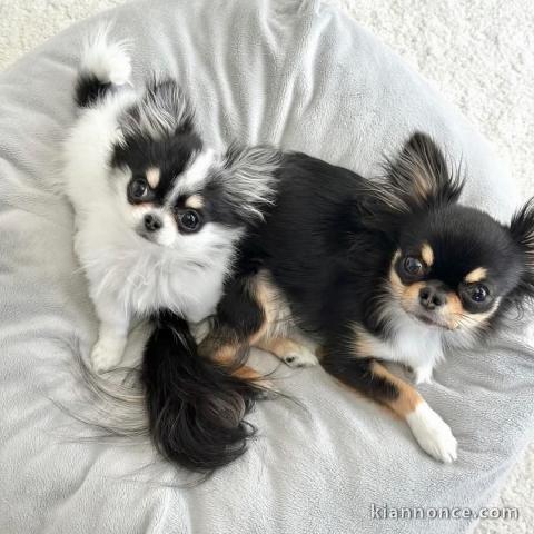 chiot chihuahua femelle a donner 