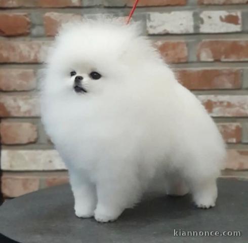 chiot spitz allemand race pure 