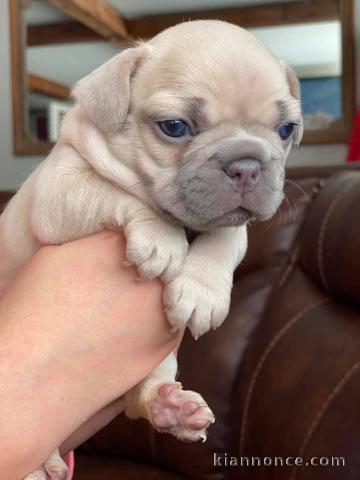 chiot bouledogue français a donner 