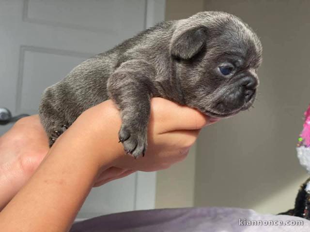 chiot bouledogue français a donner 
