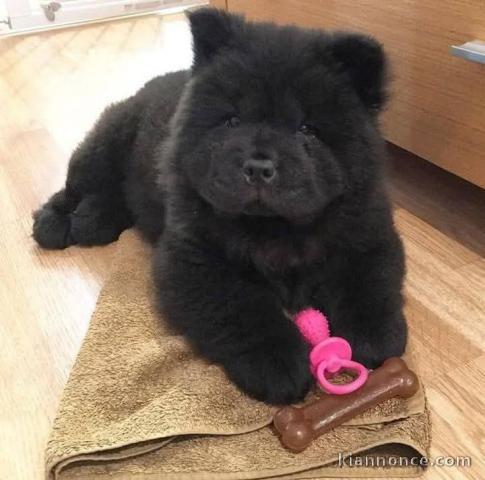 chiot chow-chow pour adoption 