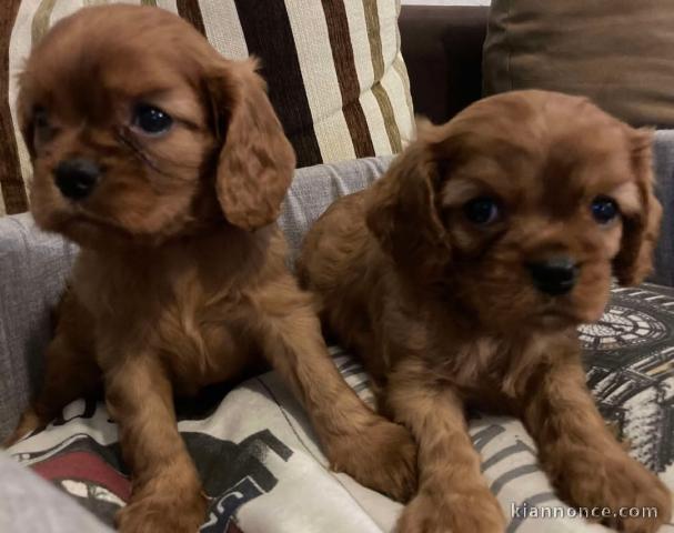 Chiot cavalier king charle a donner 