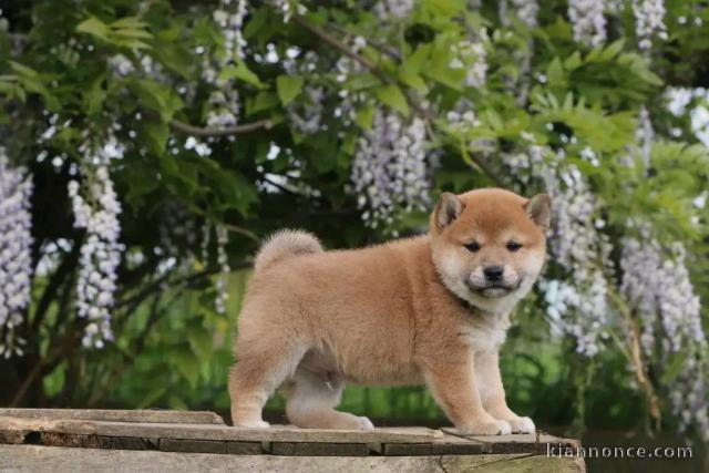 chiot Shiba inu a donner 