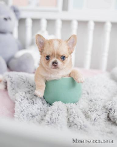 chiot chihuahua mâle a donner 