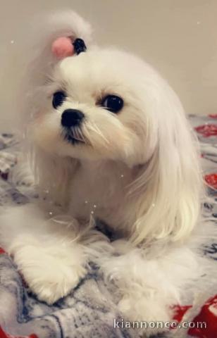 Chiot bichon adulte a donner 