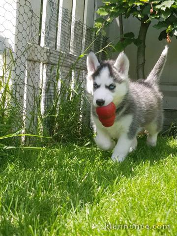 Je donne chiot husky sibérien 