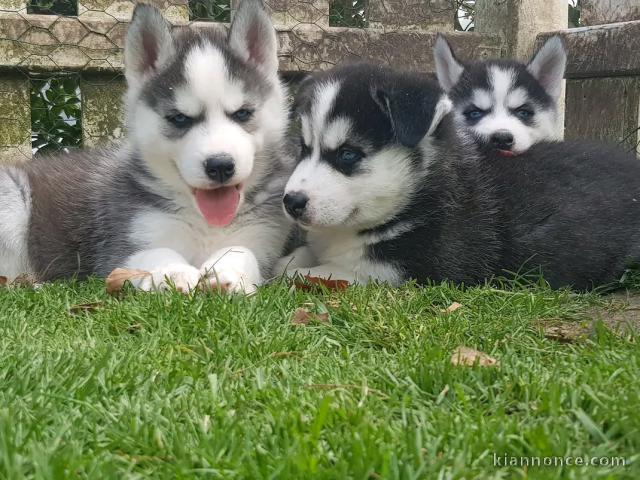 Adorable chiot sibérien husky 