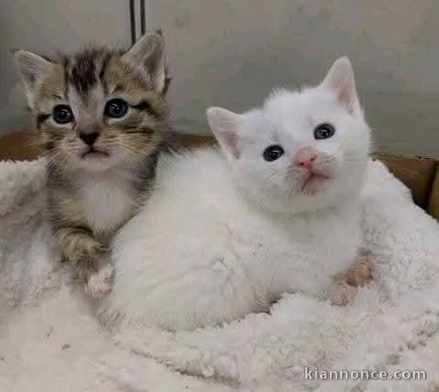 Chaton a donner disponible 