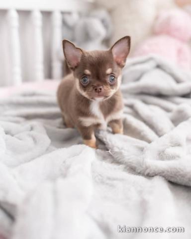 chiot chihuahua disponible 