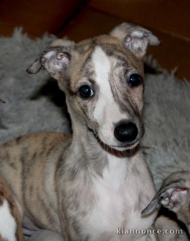 Chiots Whippet a donner 