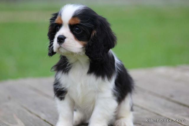 chiot cavalier king charle femelle a donner 