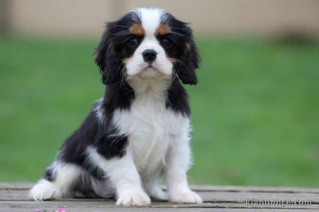 chiot cavalier king charle femelle a donner 