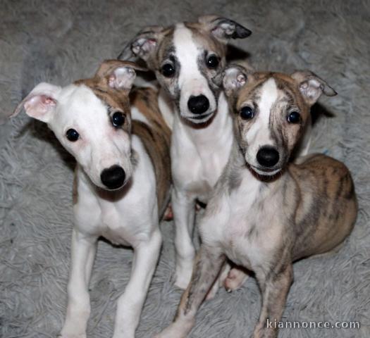 Chiots Whippet à donner 