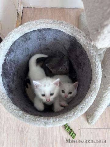 chaton disponible à adopter 