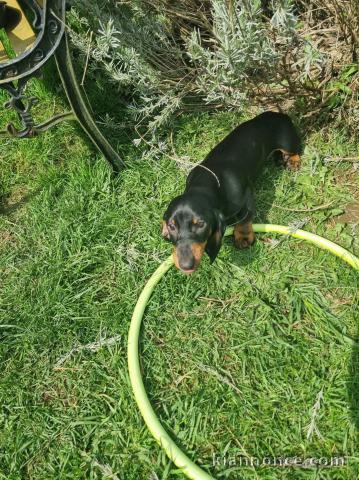 chiot teckel disponible a donner 