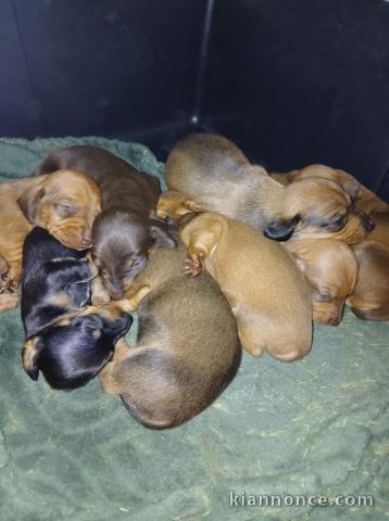 Adoption chiot teckel disponible 